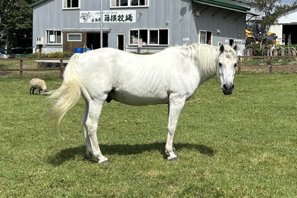 牧場の白い馬