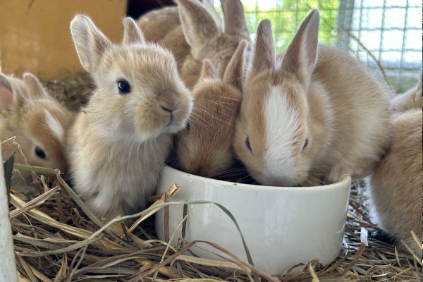 牧場のうさぎ